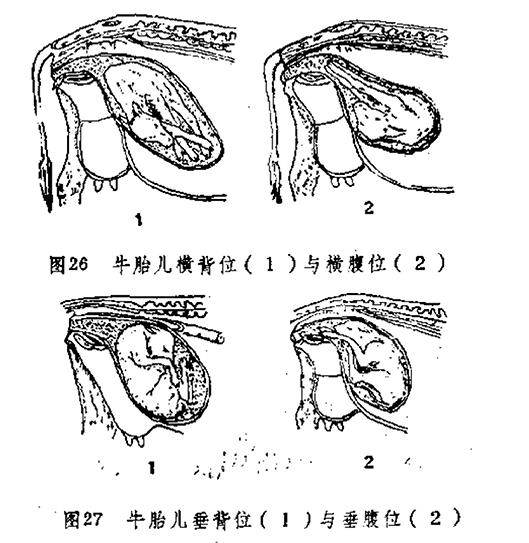 高清牛用B超机测孕仪