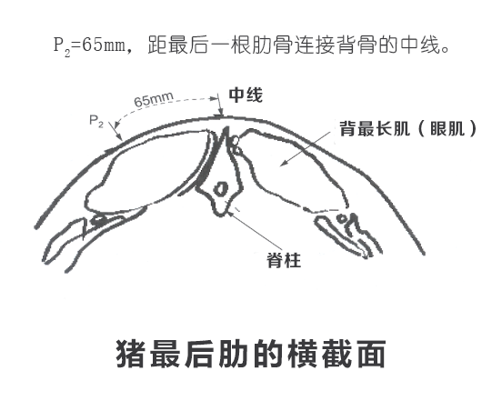 高清猪背膘检测位置