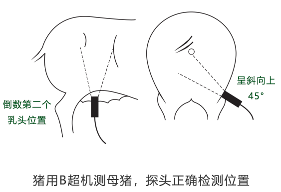 猪用B超检测母猪妊娠位置