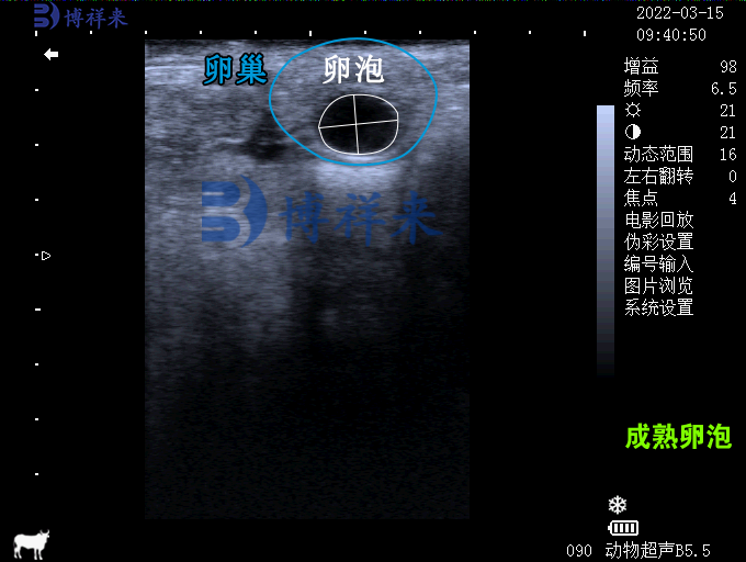 牛成熟卵泡超声图像